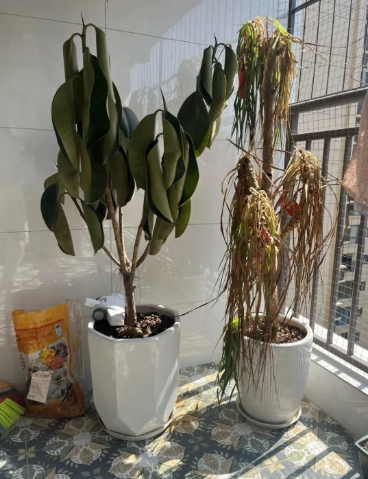 Người giàu không bao giờ đặt 5 thứ này ở ban công, người nghèo lại vô tư chất đống- Ảnh 3. Người giàu không bao giờ đặt 5 thứ này ở ban công, người nghèo lại vô tư chất đống- Ảnh 3.