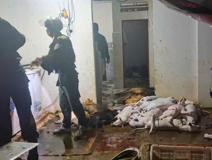 Sốc với quy m&ocirc; đường d&acirc;y trộm cắp ch&oacute; tại T&acirc;y Ninh bị triệt ph&aacute; - Ảnh 1.