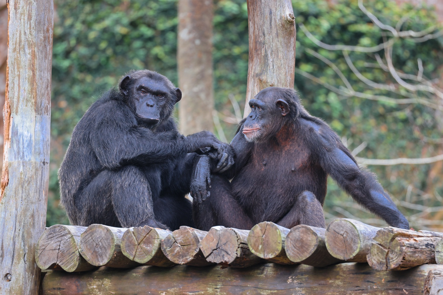 Vinpearl Safari: Hành trình hơn một thập kỷ vươn tầm bảo tồn quốc tế - Ảnh 2. Vinpearl Safari: Hành trình hơn một thập kỷ vươn tầm bảo tồn quốc tế - Ảnh 2.
