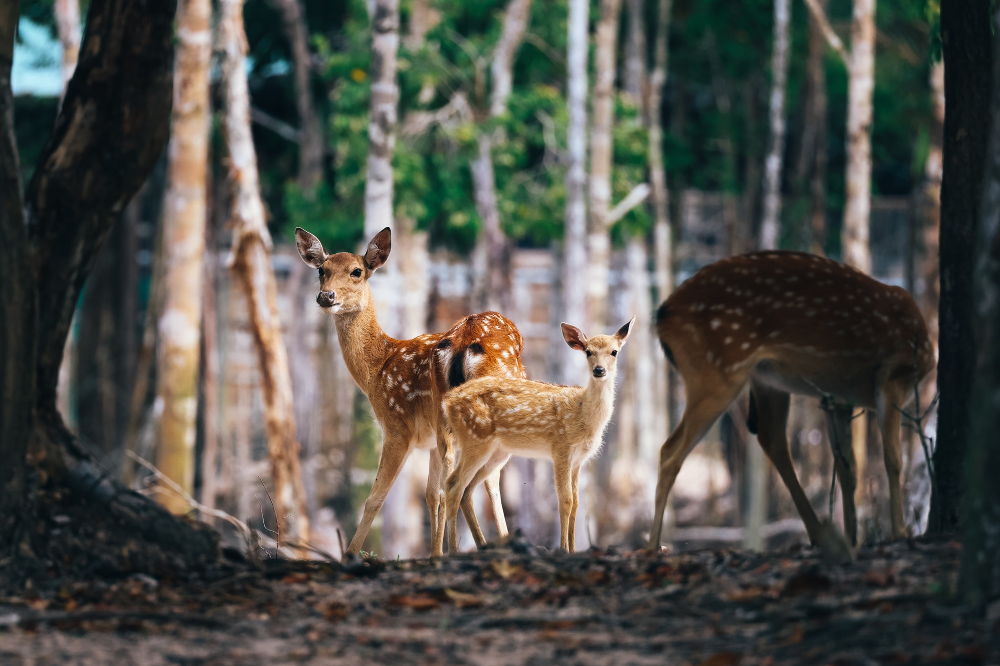 Vinpearl Safari: Hành trình hơn một thập kỷ vươn tầm bảo tồn quốc tế - Ảnh 3. Vinpearl Safari: Hành trình hơn một thập kỷ vươn tầm bảo tồn quốc tế - Ảnh 3.