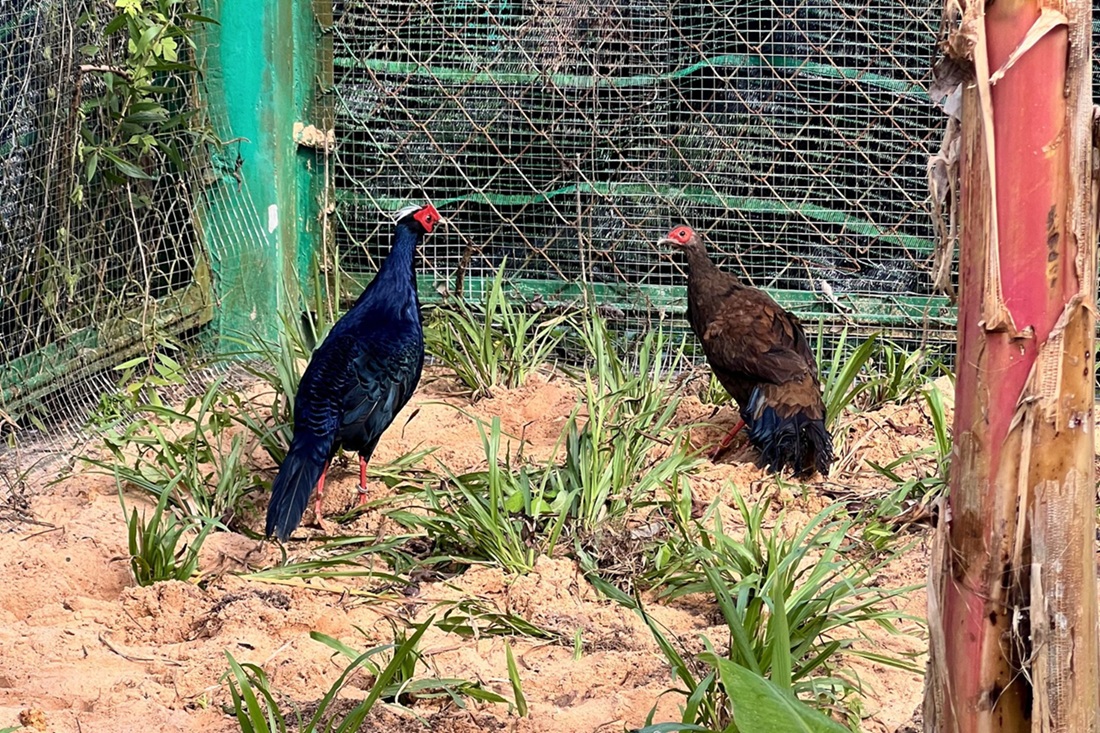 Vinpearl Safari: Hành trình hơn một thập kỷ vươn tầm bảo tồn quốc tế - Ảnh 6. Vinpearl Safari: Hành trình hơn một thập kỷ vươn tầm bảo tồn quốc tế - Ảnh 6.