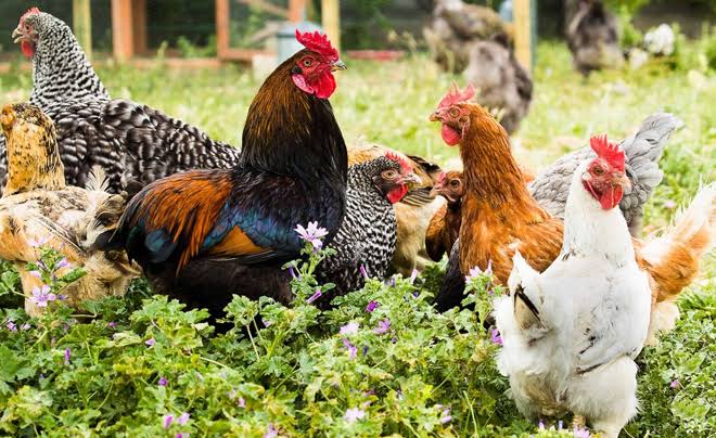 4 t&agrave;i hội tụ th&aacute;ng 9 &acirc;m: 4 con gi&aacute;p dễ tăng thu nhập, t&iacute;ch sản v&agrave; mở rộng l&agrave;m ăn - Ảnh 3.