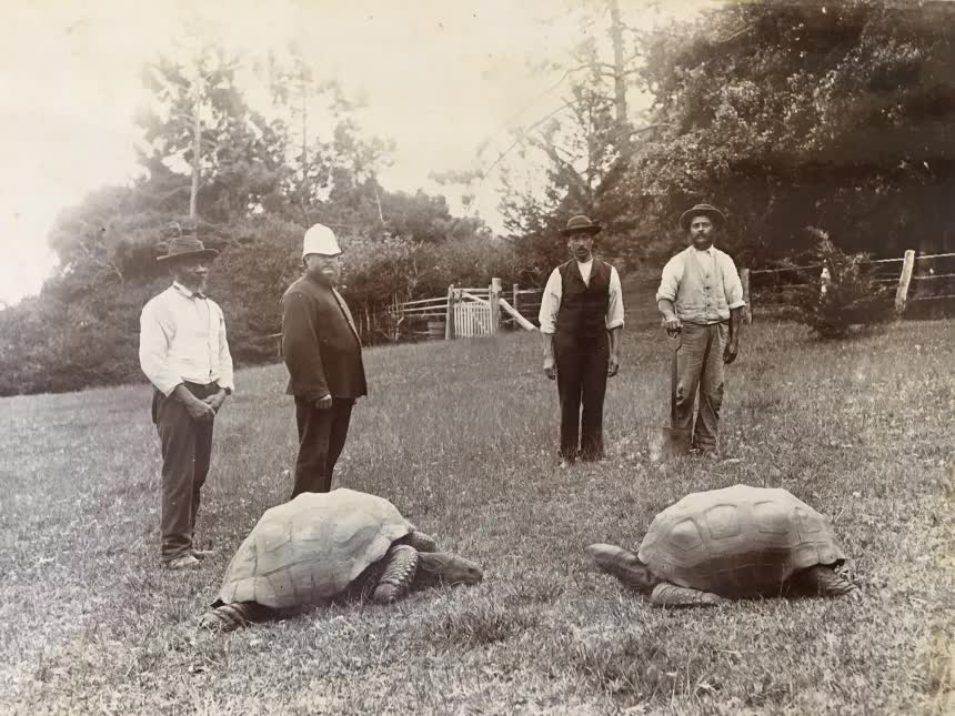 Cụ rùa 194 tuổi Jonathan có thể giúp lòai người sống lâu hơn trong năm 2026 - Ảnh 2. Cụ rùa 194 tuổi Jonathan có thể giúp lòai người sống lâu hơn trong năm 2026 - Ảnh 2.