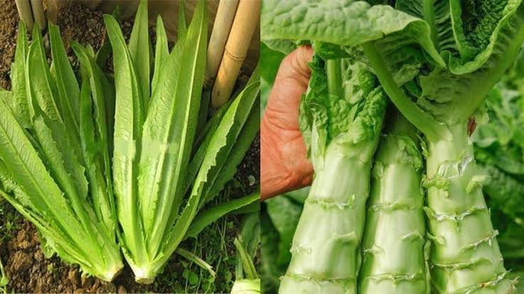 Đừng qu&ecirc;n thưởng thức loại "rau v&agrave;ng" n&agrave;y v&agrave;o th&aacute;ng Mười: 2 c&aacute;ch nấu nhanh ch&oacute;ng m&agrave; đưa cơm- Ảnh 1.