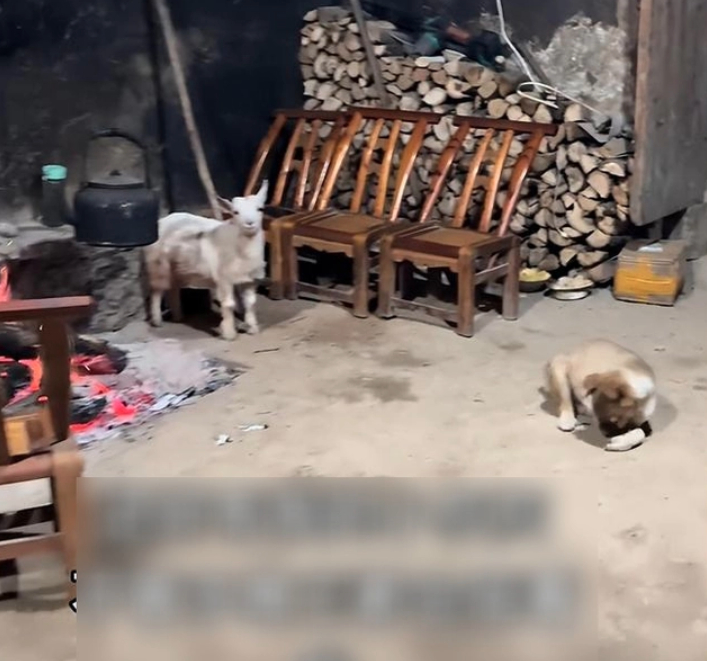 Bỏ phố l&ecirc;n n&uacute;i nghỉ hưu ở tuổi 34, đ&ecirc;m đến t&ocirc;i lại kh&ocirc;ng d&aacute;m ra khỏi nh&agrave; - Ảnh 1.