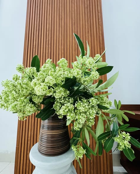 Lời khuy&ecirc;n cắm hoa sữa trong nh&agrave; cho kh&ocirc;ng gian dễ chịu m&ugrave;a thu H&agrave; Nội - Ảnh 2.