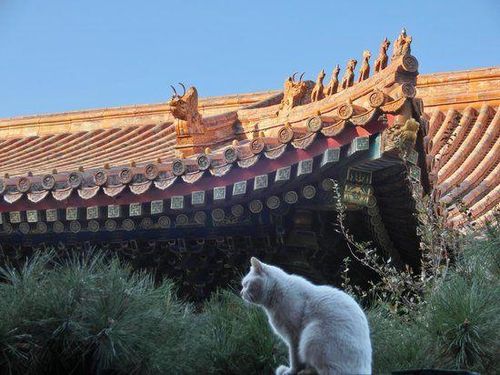 Hơn 200 con m&egrave;o sống tự do trong Tử Cấm Th&agrave;nh: B&iacute; mật th&uacute; vị từ lịch sử - Ảnh 5.