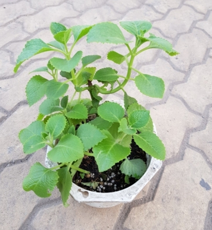  - Ảnh 1.