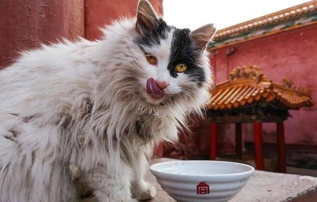 Hơn 200 con m&egrave;o sống tự do trong Tử Cấm Th&agrave;nh: B&iacute; mật th&uacute; vị từ lịch sử - Ảnh 2.