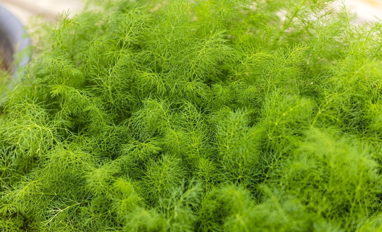 Ng&agrave;y mai l&agrave; 9 th&aacute;ng 9 &acirc;m lịch, nhất định phải ăn 3 m&oacute;n ngon, dễ nấu n&agrave;y - Ảnh 2.