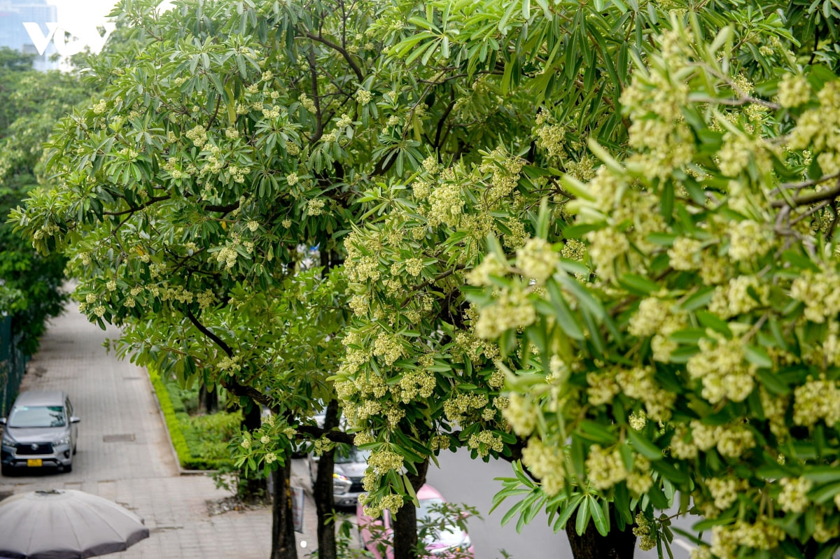 Thực hư trà sữa, nước khoáng hoa sữa gây sốt tại Hà Nội, uống vào thực khách liền “bất ngờ” - Ảnh 6.
