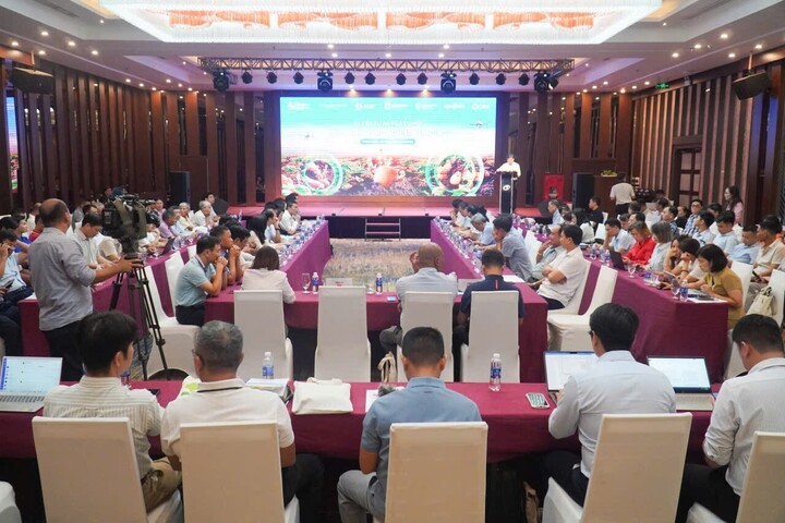 Ứng dụng công nghệ giúp nông dân trồng khoai tây thu 73 triệu/hecta - Ảnh 1. Ứng dụng công nghệ giúp nông dân trồng khoai tây thu 73 triệu/hecta - Ảnh 1.