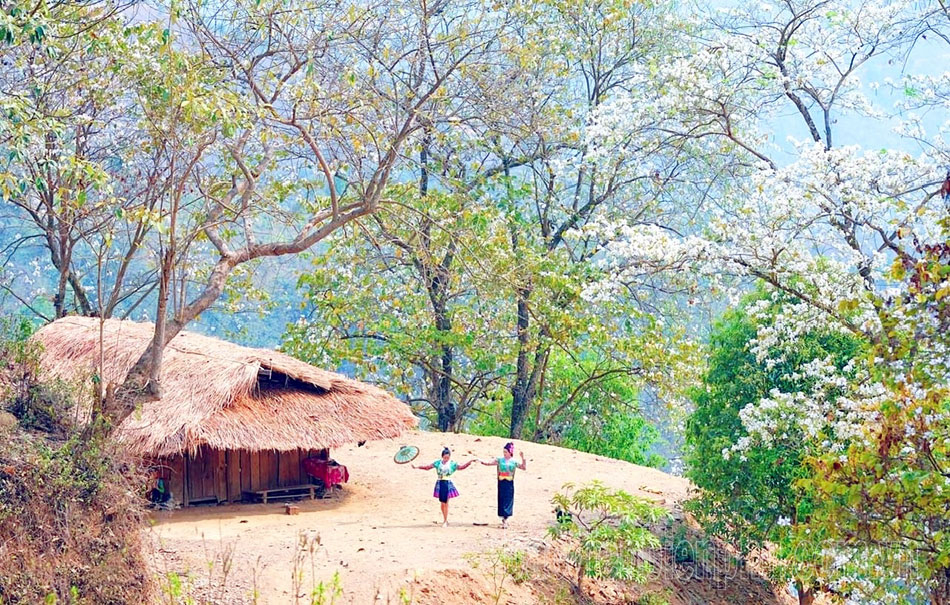 Phát hiện bản làng giữa hơn 1.200 cây cổ thụ ở Việt Nam, đến mùa hoa cả sườn núi phủ trắng như tuyết - Ảnh 6.