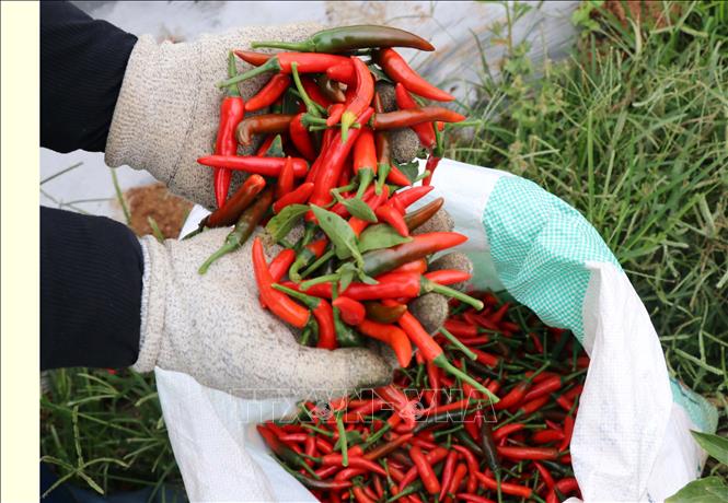 Lào, Mỹ, Trung Quốc, Campuchia đồng loạt báo tin vui cho Việt Nam - Ảnh 1.