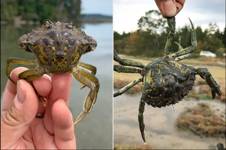 Loài cua khiến Mỹ ban bố tình trạng khẩn cấp, chi triệu USD tiêu diệt: Bắt hơn 2 triệu con vẫn chưa hết - Ảnh 1.