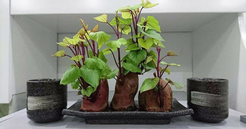 Nhiều gia đình trồng rau khoai lang trong nhà, hóa ra không chỉ để lấy ngọn ăn- Ảnh 1.
