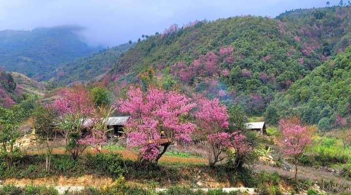 Phát hiện bản làng ở độ cao 1.300m tại Việt Nam, mùa xuân cả sườn núi nhuộm hồng như một tấm lụa khổng lồ - Ảnh 3.