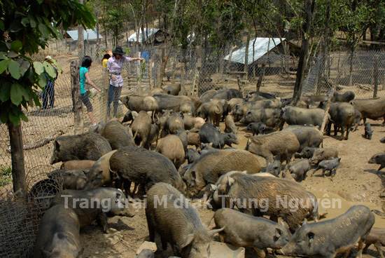 Trang trại chăn nu&ocirc;i của &ocirc;ng Đặng L&ecirc; Nguy&ecirc;n Vũ: Đam m&ecirc; ngựa v&agrave; du lịch sinh th&aacute;i - Ảnh 2.
