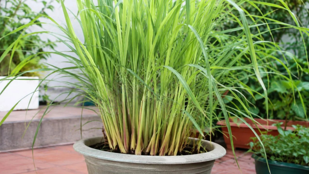 Lời khuyên trồng sả hiệu quả cho gia đình - Ảnh 1. Lời khuyên trồng sả hiệu quả cho gia đình - Ảnh 1.