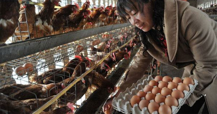 Gia đ&igrave;nh ngộ độc thực phẩm sau khi ăn trứng b&aacute;c: Nguy&ecirc;n nh&acirc;n g&acirc;y hoang mang - Ảnh 1.