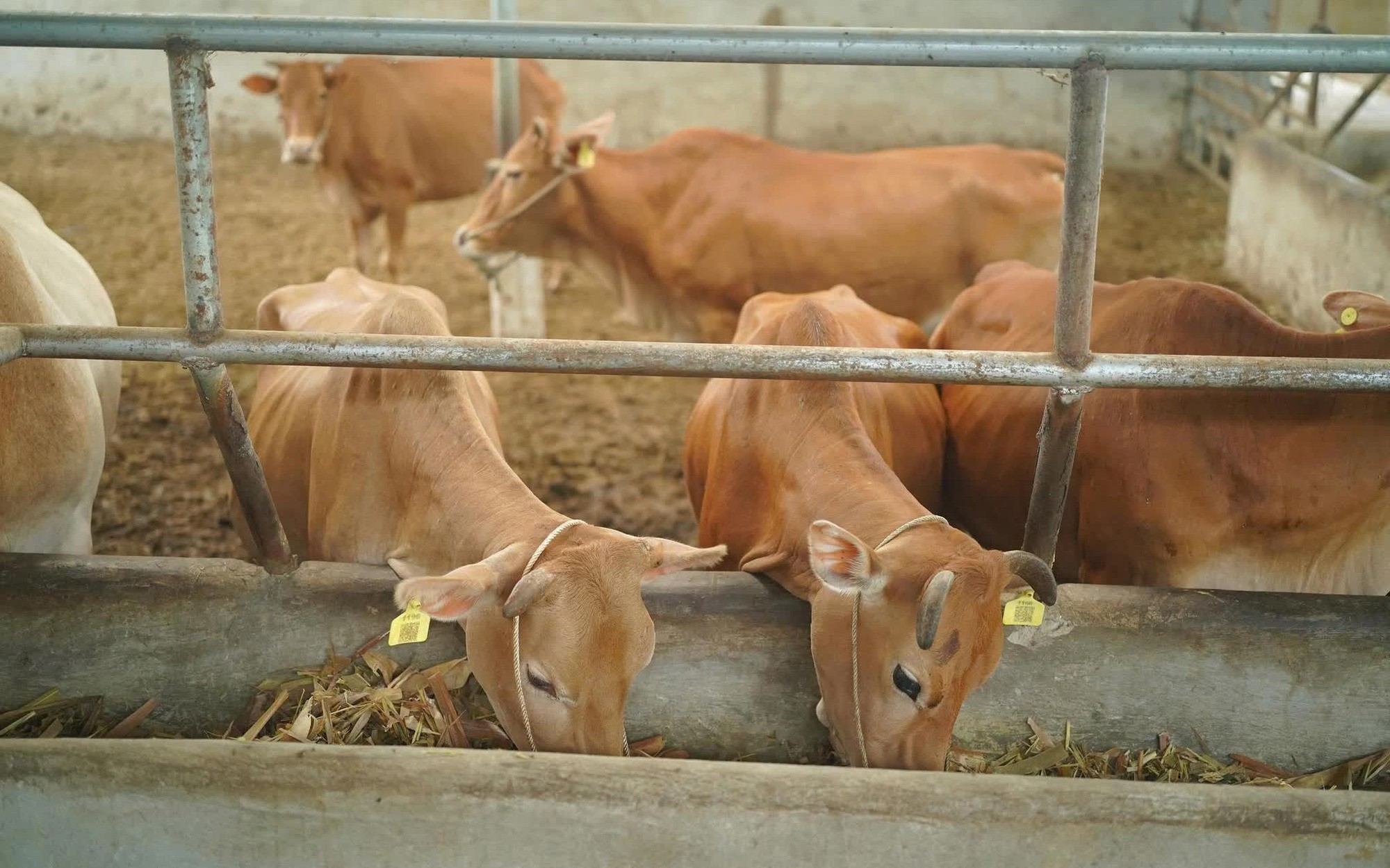 Bò H’Mông đối đầu “truyền thuyết” bò Wagyu, trâu đông lạnh Ấn Độ xoa dịu hầu bao khách hàng trong nước