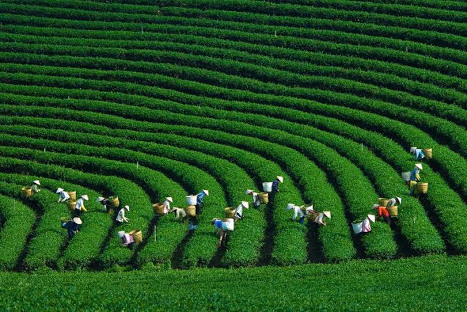 Gallery - Phát hiện ngôi làng hơn 200 người 'ăn chung nồi cơm', tiền làm ra góp quỹ chung: Được thế giới vinh danh - image 6