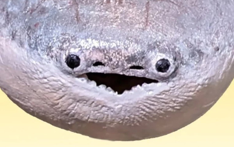  - Ảnh 1.