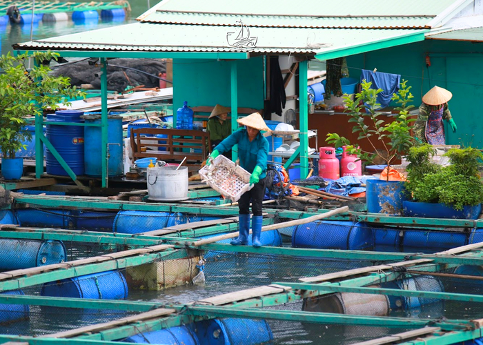 Việt Nam c&oacute; l&agrave;ng ch&agrave;i l&acirc;u hơn kim tự th&aacute;p Ai Cập hơn 2.000 năm - Ảnh 13.