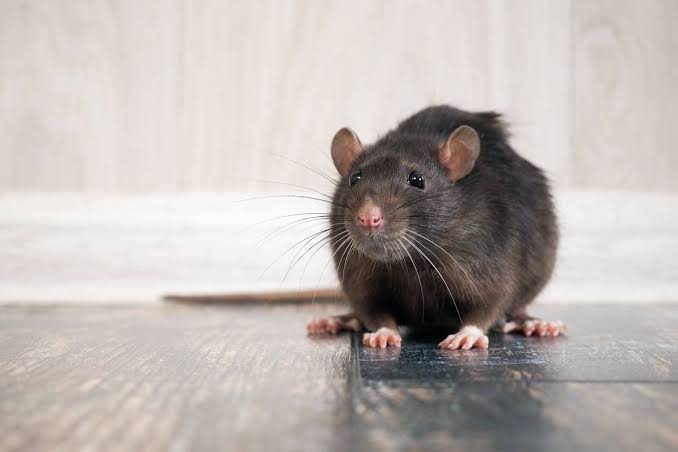 - Ảnh 2. - Ảnh 2.