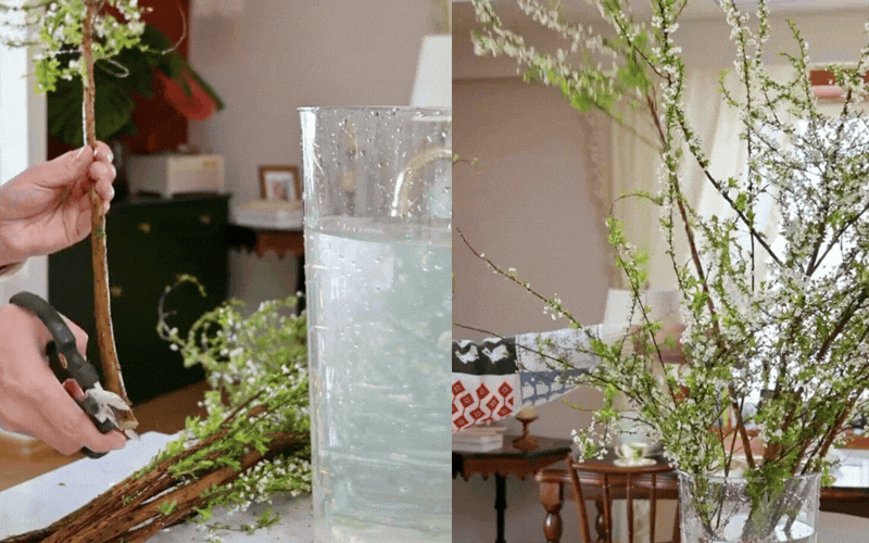 Mẹo giữ hoa tuyết mai tươi l&acirc;u 2 tuần m&agrave; bạn chưa biết - Ảnh 10.