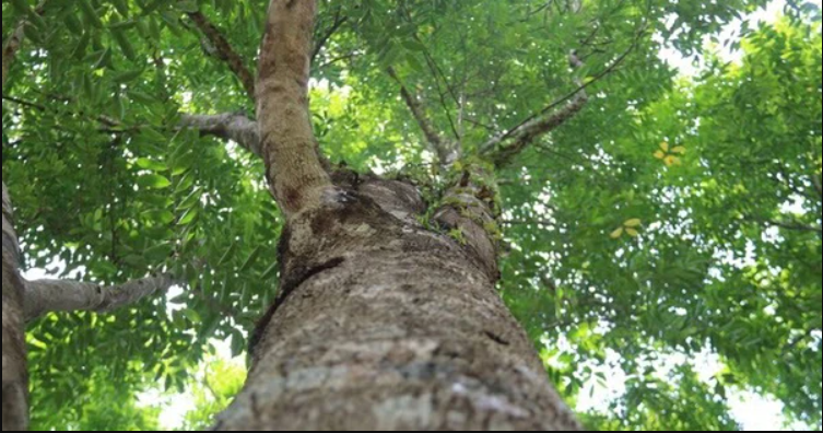Loại gỗ quý được ví