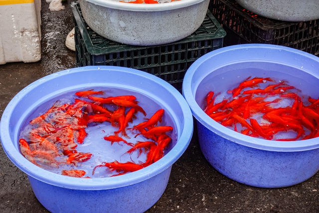 Gà luộc 1 triệu/con vẫn đổ xô mua - đây là khu chợ hot nhất Hà Nội hôm nay! - Ảnh 18.