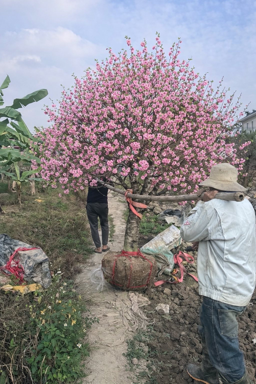Bi h&agrave;i chuyện chơi đ&agrave;o Tết khiến 1 người rơi lệ, vạn người x&ocirc;n xao- Ảnh 2.