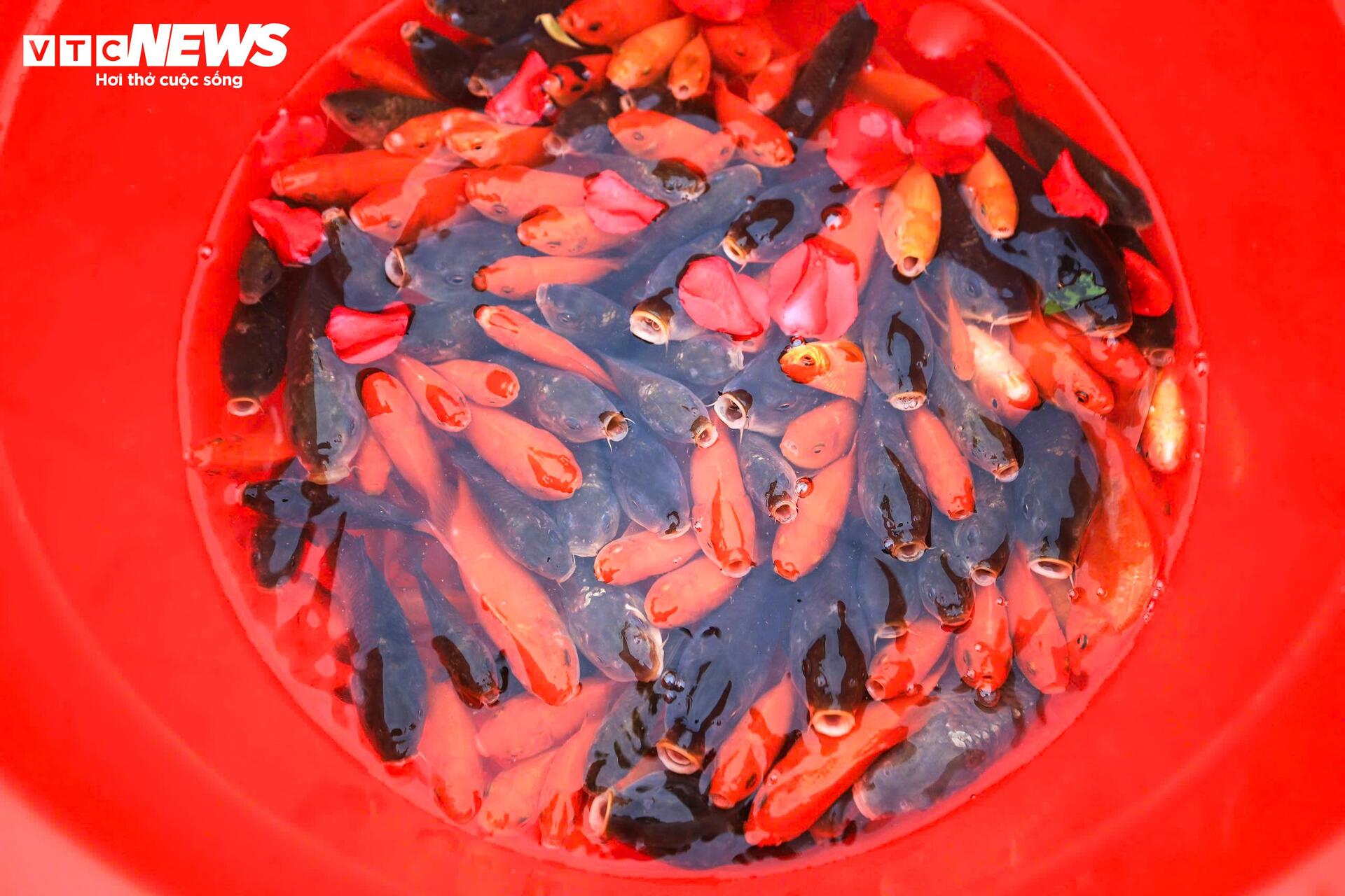 Công an phường Tây Hồ hỗ trợ phóng sinh cá chép , bảo vệ môi trường vào 23 tháng Chạp - Ảnh 7.