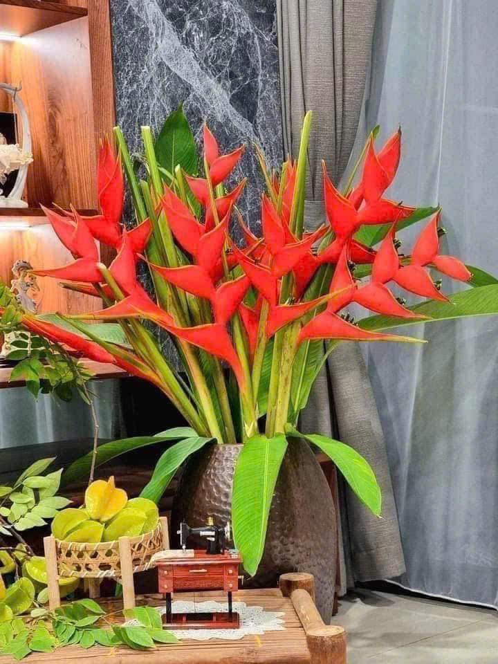 Chuối én đỏ - bảo bối phong thủy rước lộc may mắn cho gia đình bạn - Ảnh 16.