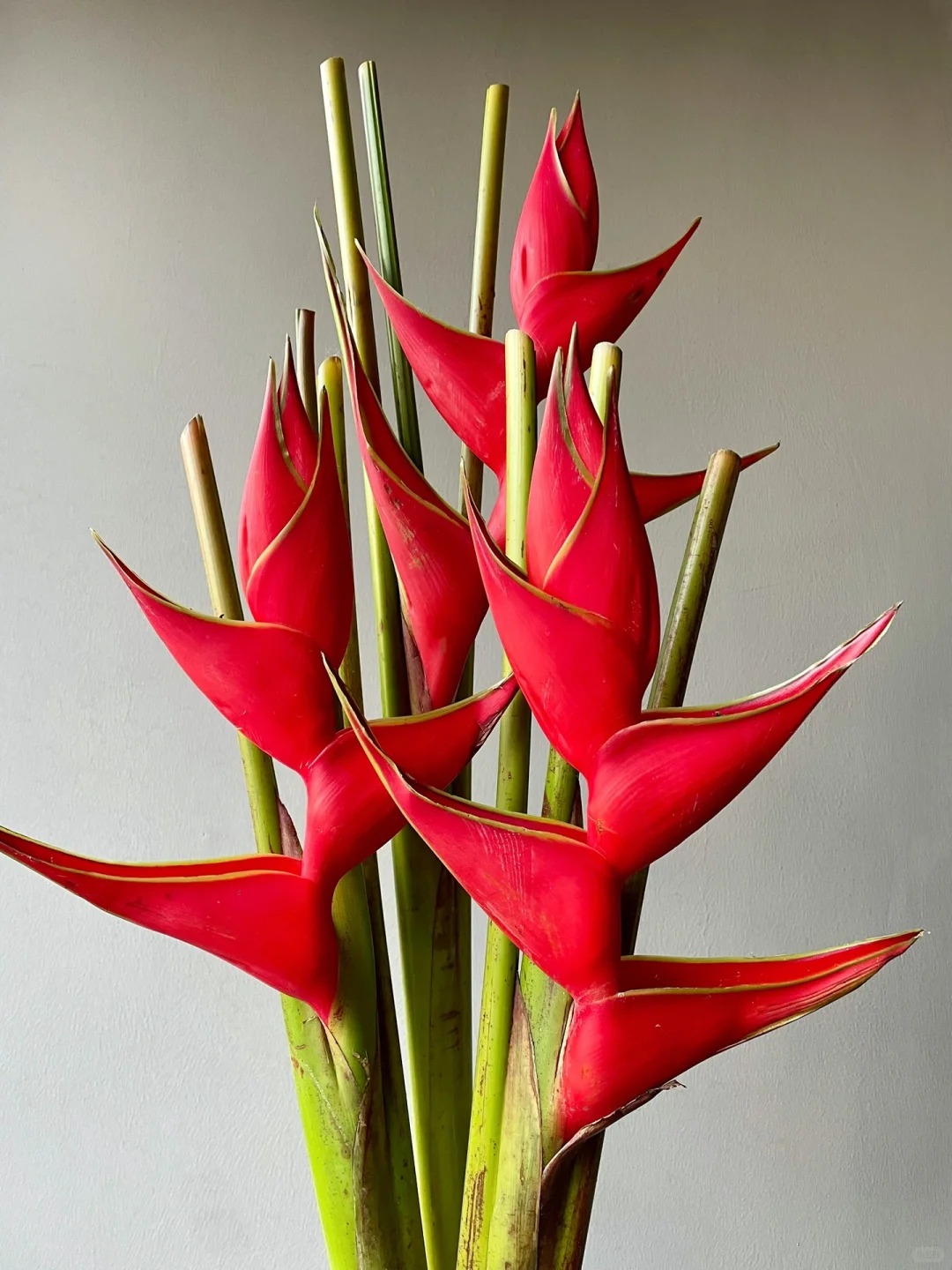 Chuối én đỏ - bảo bối phong thủy rước lộc may mắn cho gia đình bạn - Ảnh 10.