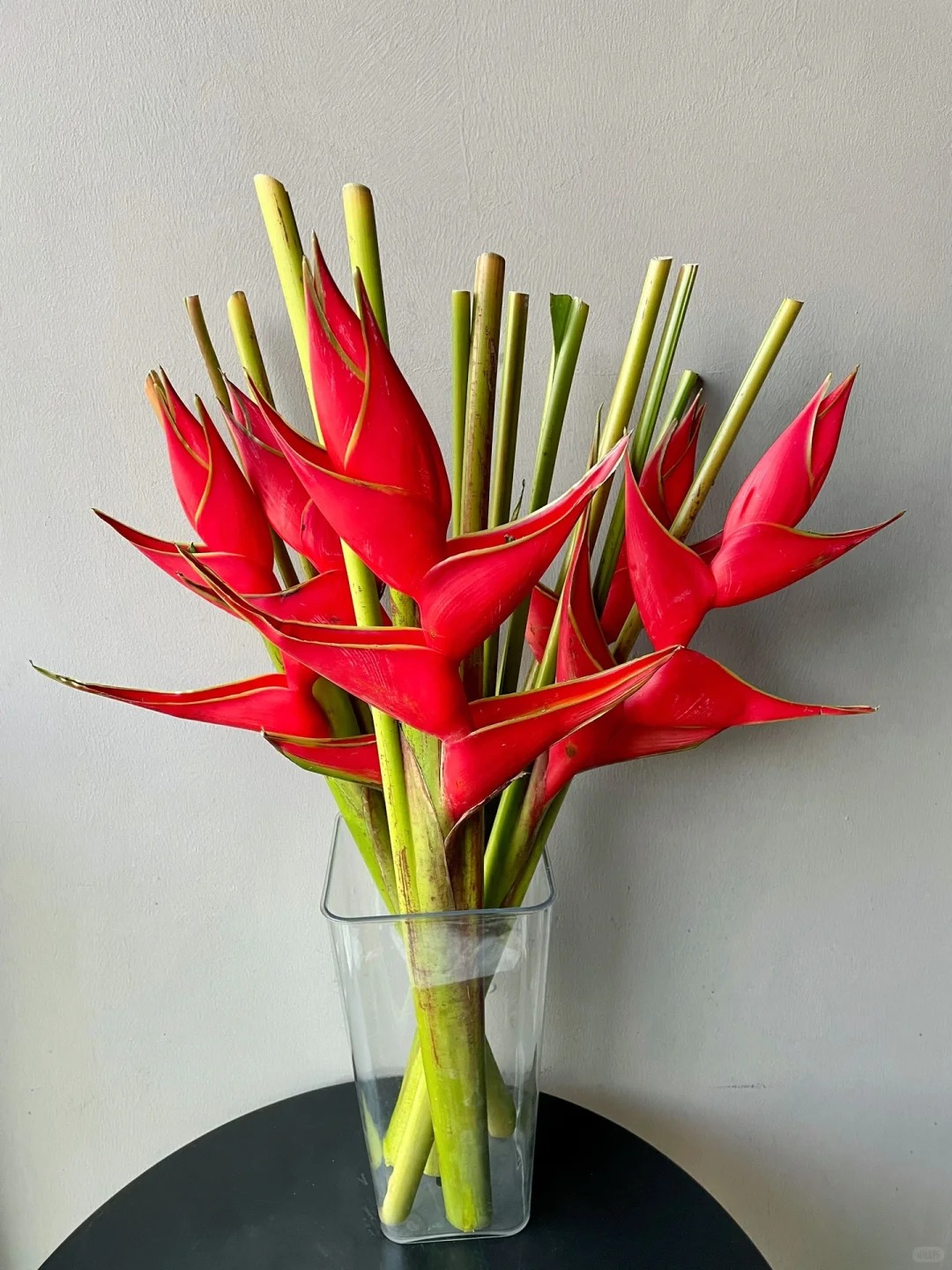 Chuối én đỏ - bảo bối phong thủy rước lộc may mắn cho gia đình bạn - Ảnh 11.