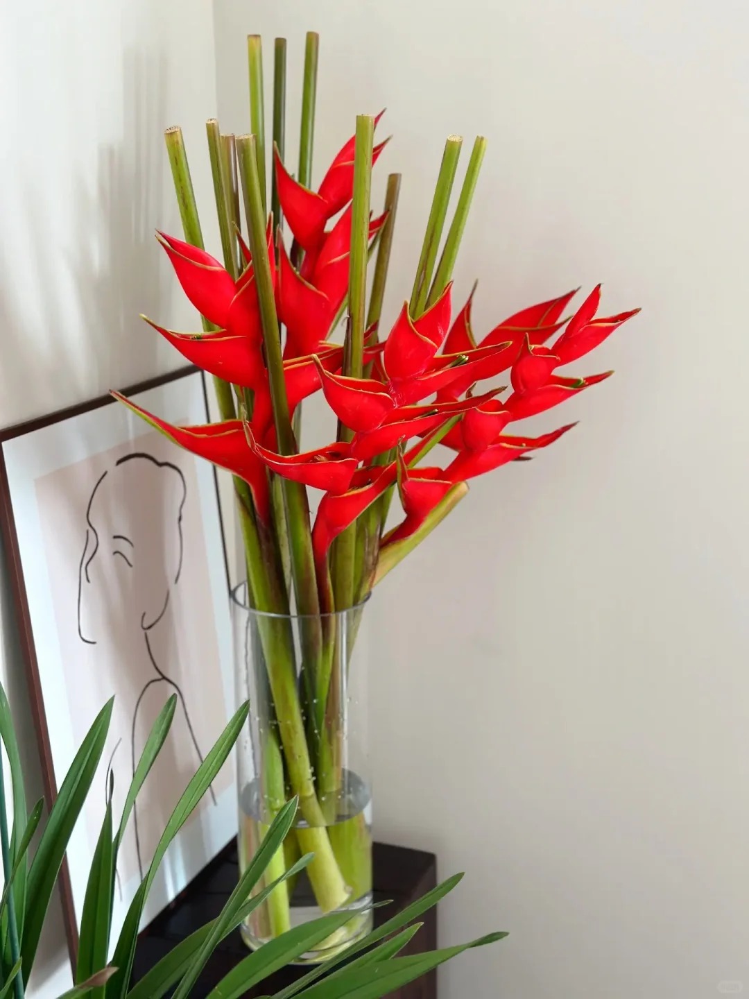 Chuối én đỏ - bảo bối phong thủy rước lộc may mắn cho gia đình bạn - Ảnh 5.