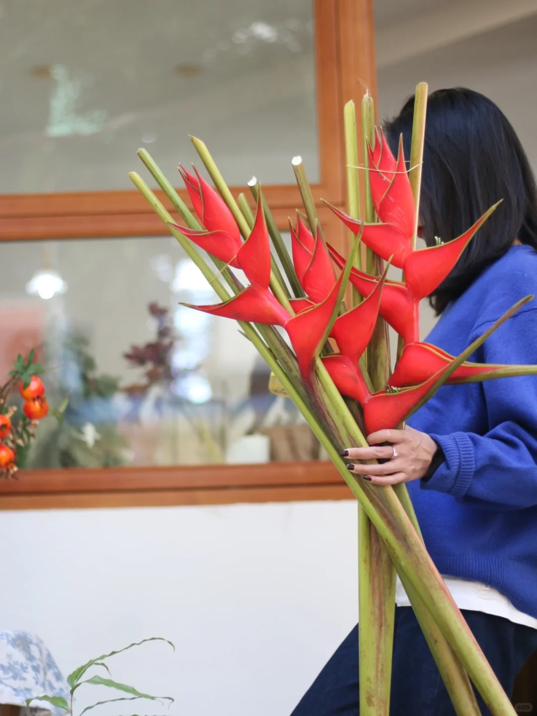 Chuối én đỏ - bảo bối phong thủy rước lộc may mắn cho gia đình bạn - Ảnh 22.