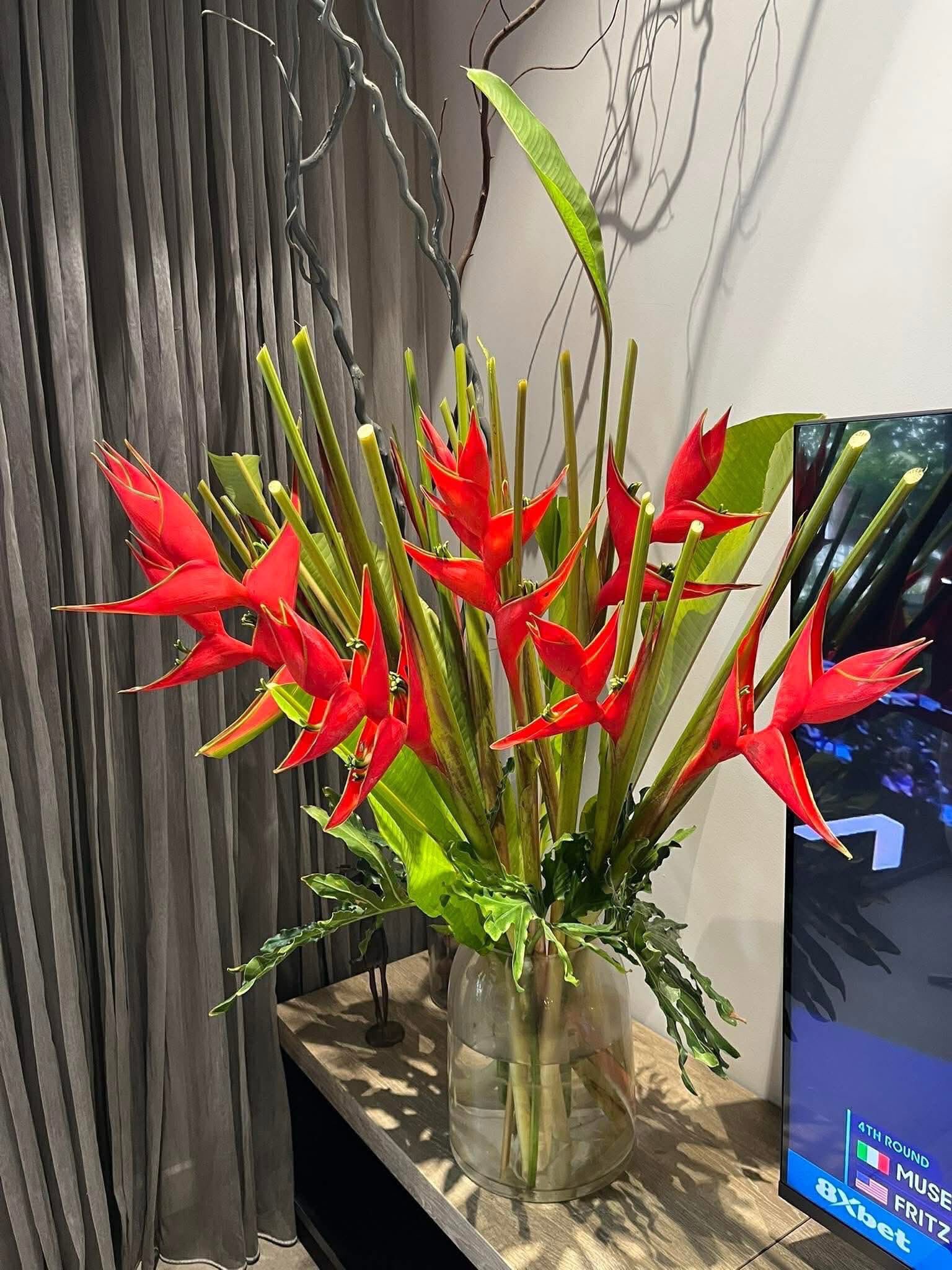 Chuối én đỏ - bảo bối phong thủy rước lộc may mắn cho gia đình bạn - Ảnh 19.