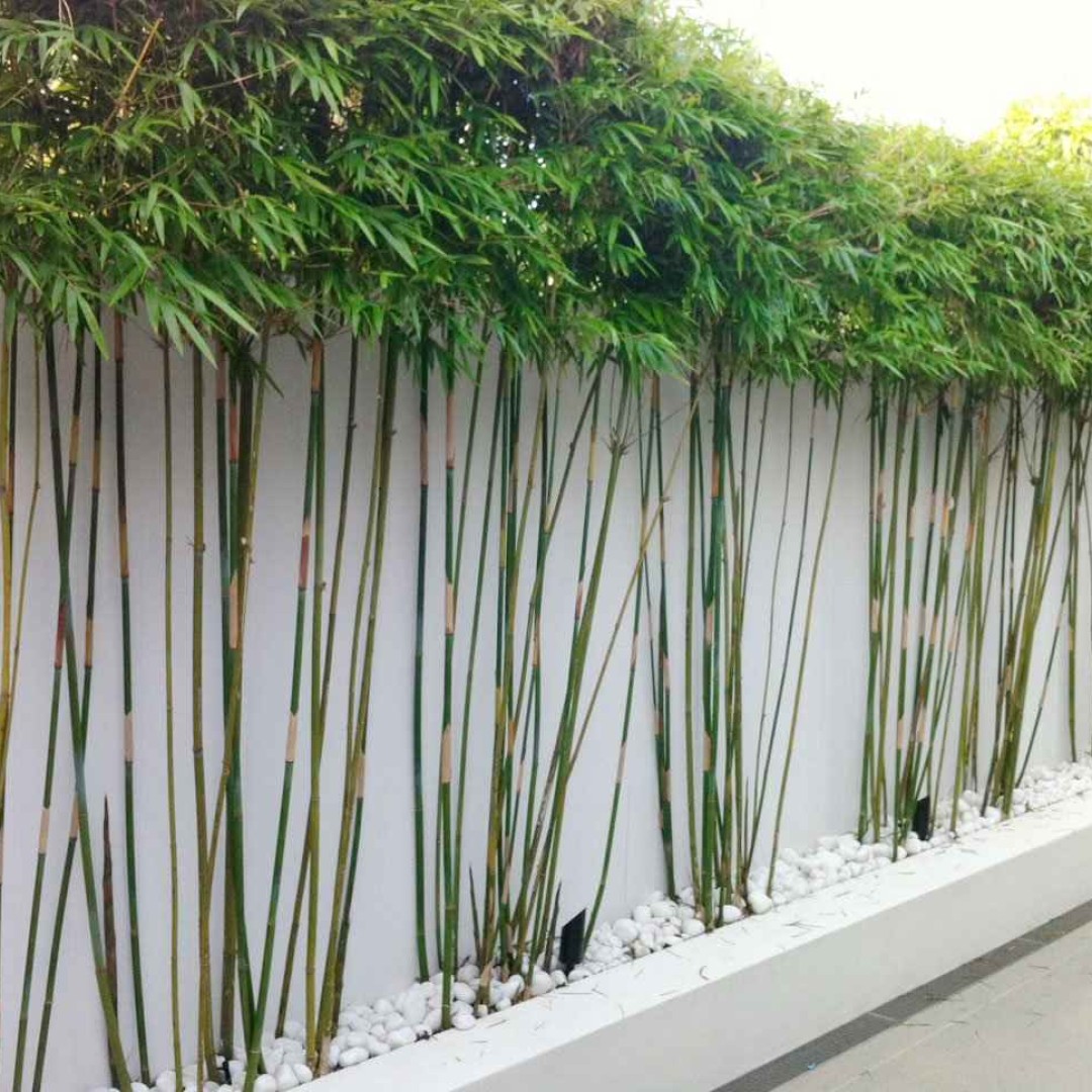 3 loại cây nên trồng trước cửa nhà năm Bính Ngọ - Ảnh 1.