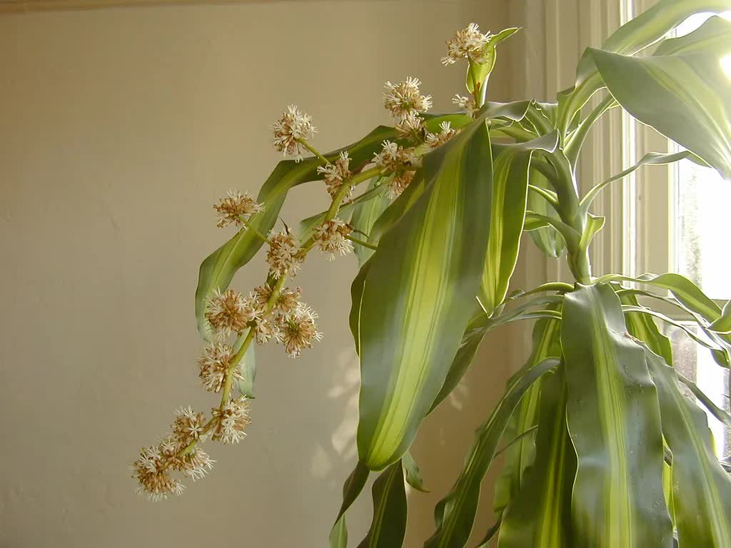 3 loại cây nên trồng trước cửa nhà năm Bính Ngọ - Ảnh 2.