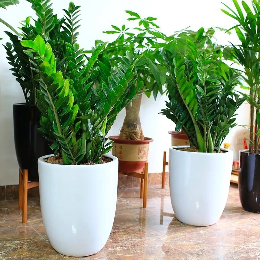 Tết Ngựa 2026: 3 c&acirc;y n&ecirc;n đặt trong nh&agrave; để vạn sự hanh th&ocirc;ng, t&agrave;i lộc kh&ocirc;ng cầu m&agrave; tự đắc- Ảnh 1.