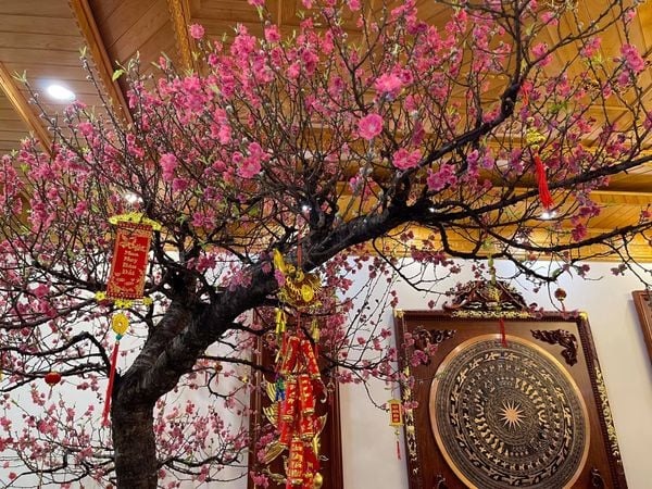 Tết Ngựa 2026: 3 c&acirc;y n&ecirc;n đặt trong nh&agrave; để vạn sự hanh th&ocirc;ng, t&agrave;i lộc kh&ocirc;ng cầu m&agrave; tự đắc- Ảnh 3.