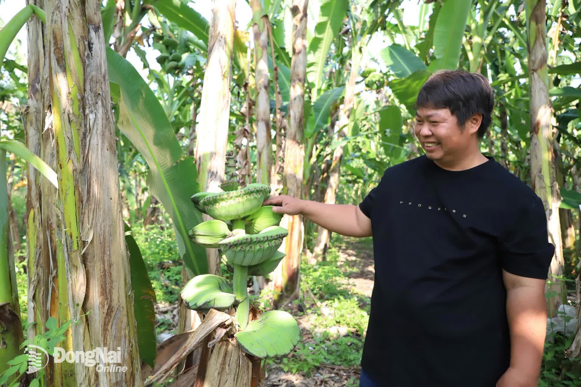 Bỏ tiền mua giống "lạ",  anh nông dân đổi đời vì khách săn mua loại trái cây "không đụng hàng" chưng Tết - Ảnh 1.
