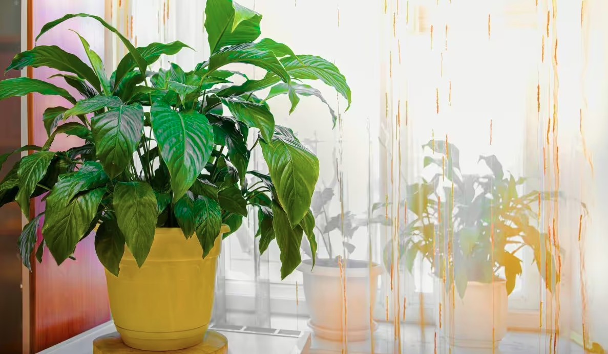 Bệnh viện Bạch Mai TH&Ocirc;NG B&Aacute;O KHẨN đến người d&acirc;n c&oacute; nh&oacute;m m&aacute;u O - Ảnh 2.