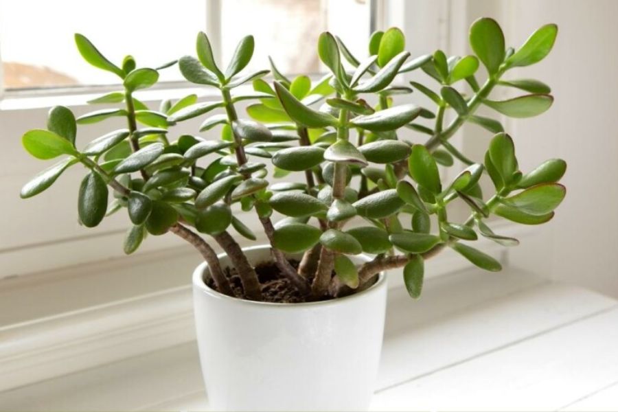 3 “cây giữ của” hút tài lộc nên trồng trong năm Bính Ngọ 2026 - Ảnh 2.