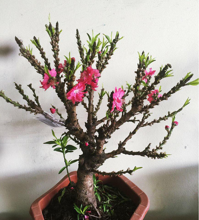 Việt Nam c&oacute; "vua đ&agrave;o Tết" cực qu&yacute; hiếm: Kh&ocirc;ng phải đ&agrave;o huyền, đ&agrave;o chu&ocirc;ng, được v&iacute; như sản vật tiến Vua - Ảnh 1.