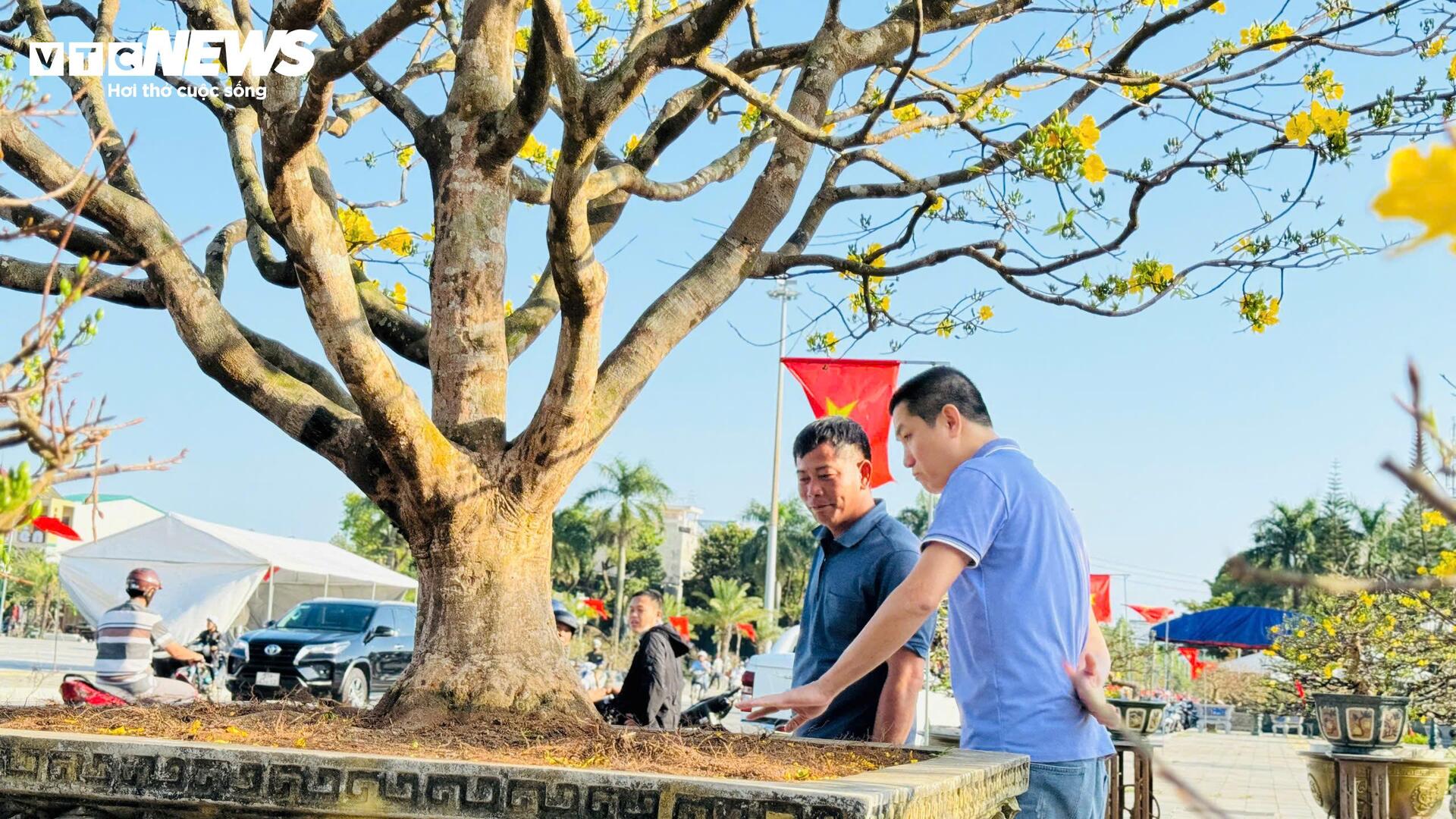 Chi&ecirc;m ngưỡng mai v&agrave;ng ngũ ph&uacute;c tiền tỷ nổi bật tại chợ hoa Xu&acirc;n Quảng Ng&atilde;i 2026 - Ảnh 4.