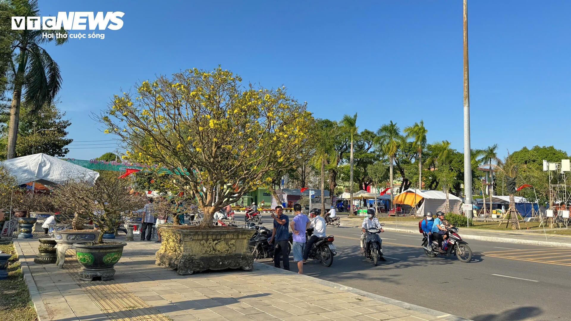 Chi&ecirc;m ngưỡng mai v&agrave;ng ngũ ph&uacute;c tiền tỷ nổi bật tại chợ hoa Xu&acirc;n Quảng Ng&atilde;i 2026 - Ảnh 8.